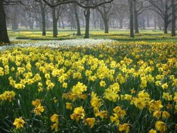 field-of-daffodils.jpg (350×262)