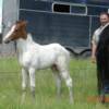 Angel's 2007 Colt by our Future of Pisadas de Oro
"Two Moons Pegasus" at 14 days