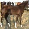 Angel's 2006 colt  by Dia noche de HG
"Black Jack Flash" @ 2-3 months